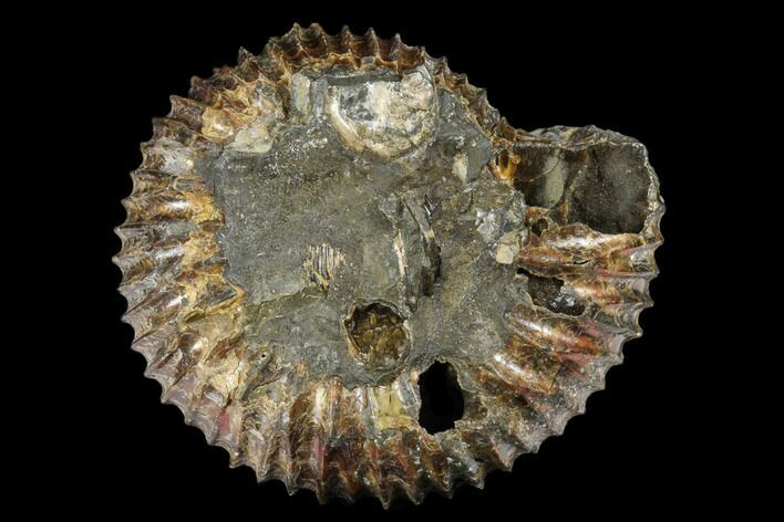 Jurassic Ammonite Fossil - Russia #181232
